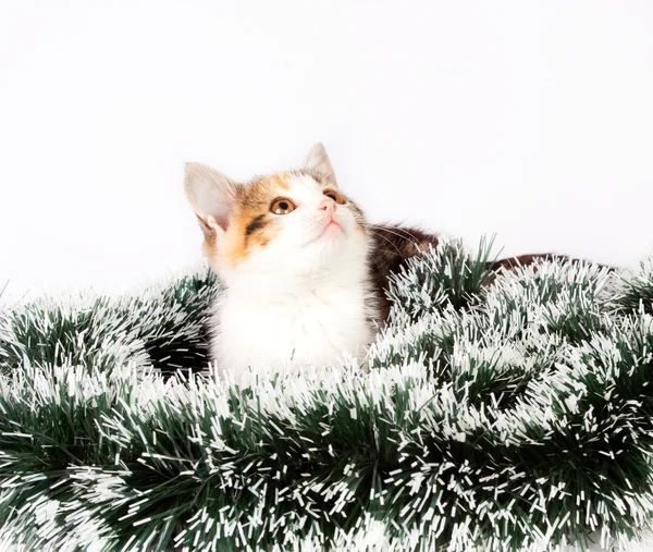 Christmas spotted kitten and tinsel — Stock Photo, Image