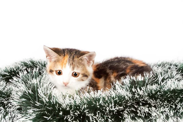 Рождественский пятнистый котёнок и мишура — стоковое фото