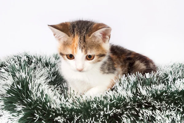 Рождественский пятнистый котёнок и мишура — стоковое фото
