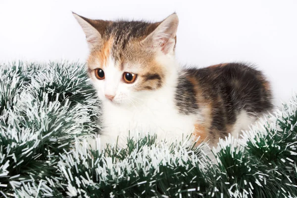 斑点子猫と見掛け倒しのクリスマス — ストック写真