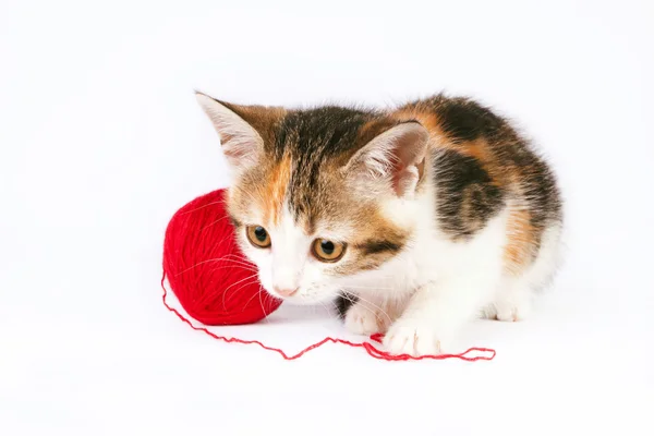 Gatinho brincando com uma bola de fio — Fotografia de Stock