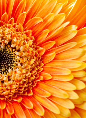 fundo, close-up do crisântemo