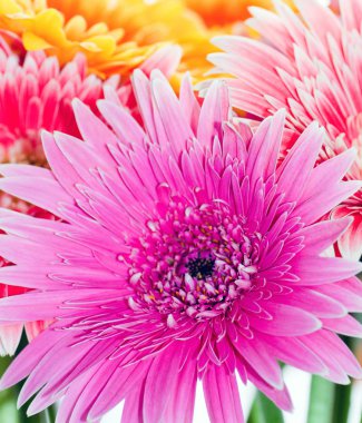 fundo, close-up do crisântemo