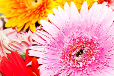 fundo, close-up do crisântemo
