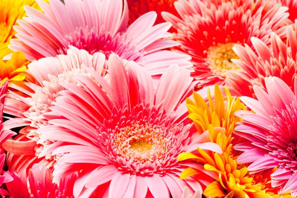 Chryzantéma, květiny pozadí — Stock fotografie