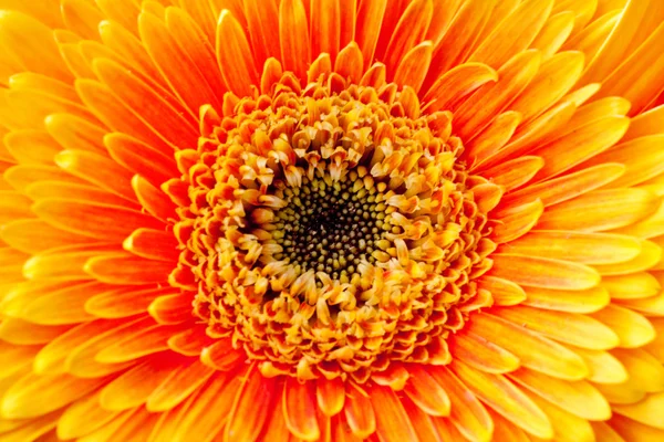 Achtergrond, close-up chrysant — Stockfoto