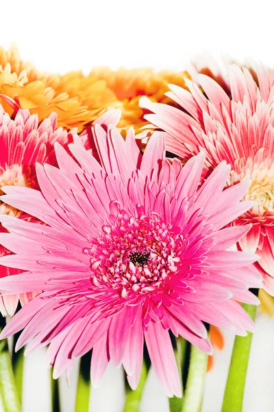 Bright bouquet, chrysanthemum flowers — Stock Photo, Image