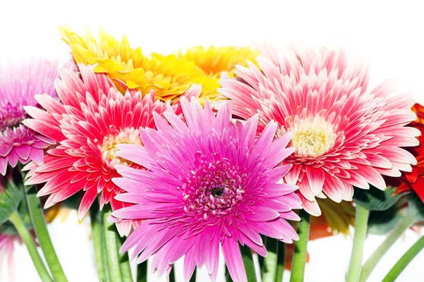 Chrysanthemum, flowers background — Stock Photo, Image