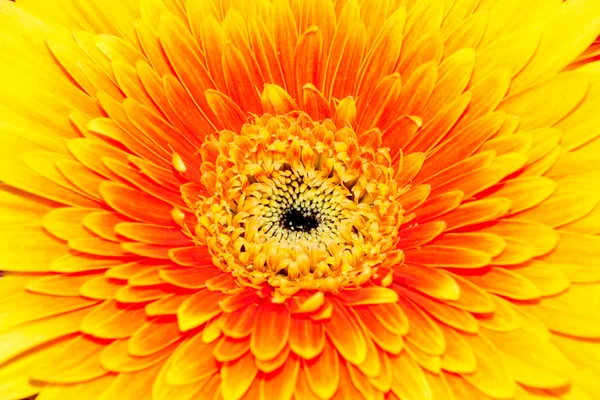 Achtergrond, close-up chrysant — Stockfoto