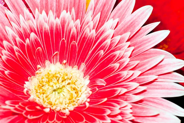 Hintergrund, Chrysanthemen in Nahaufnahme — Stockfoto