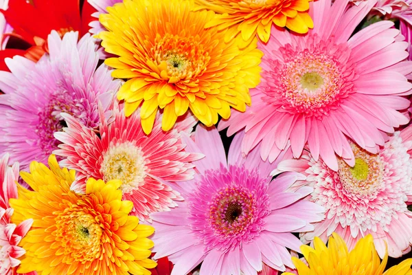 Chrysanthemum, flowers background — Stock Photo, Image