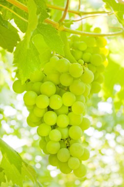 Bir demet Beyaz Üzüm