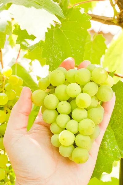 Bunch of white grapes — Stock Photo, Image