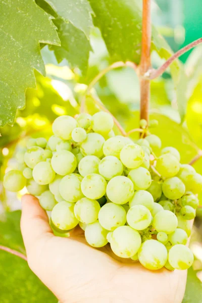 Um bando de uvas brancas — Fotografia de Stock