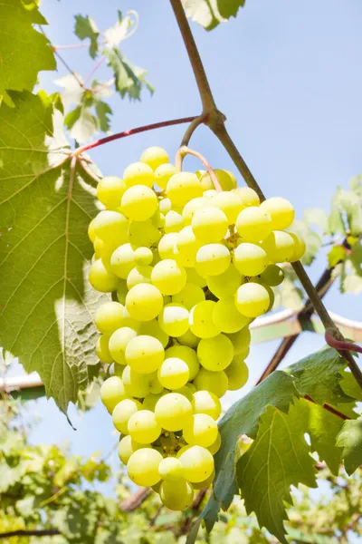 Пучок білого винограду — стокове фото