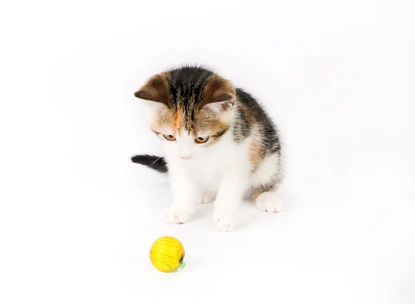 Kitten playing with a ball of yarn — Stock Photo, Image