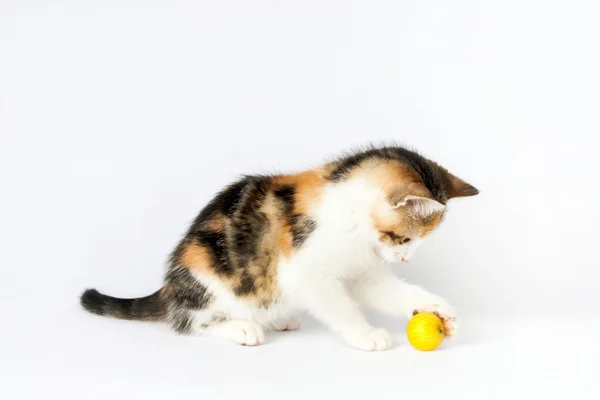 Kitten playing with a ball of yarn — Stock Photo, Image