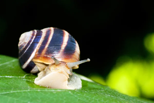 Schnecke — Stockfoto