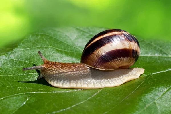 Caracol — Fotografia de Stock