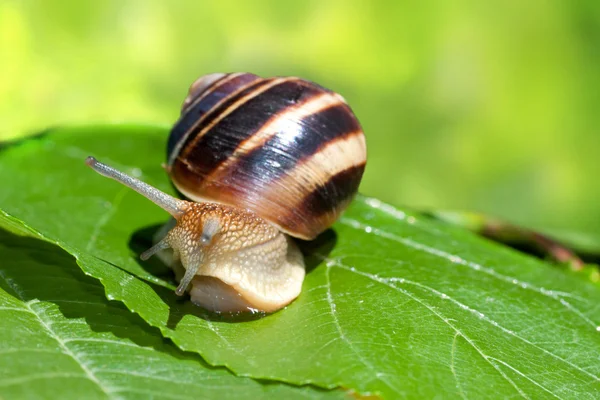 Snail — Stock Photo, Image