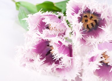 Dekoratif çiçek Lale