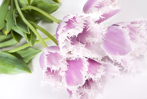 Dekorativa blommor tulpaner — Stockfoto