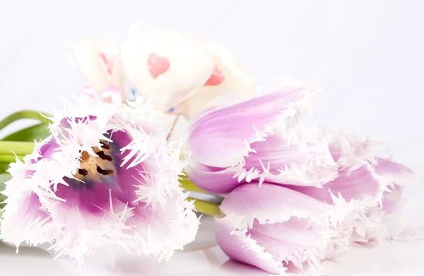 Decoratieve bloemen tulpen — Stockfoto