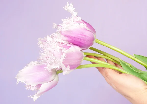 Decorative flowers tulips — Stock Photo, Image