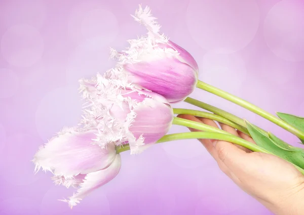 Decorative flowers tulips — Stock Photo, Image