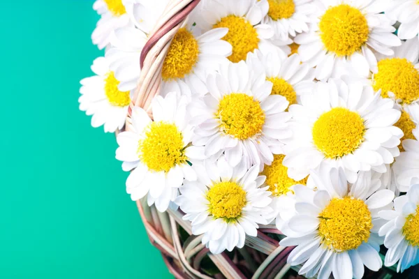 Chamomiles flowers in a basket — Stock Photo, Image