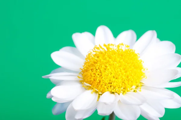 Camomile — Stock Photo, Image