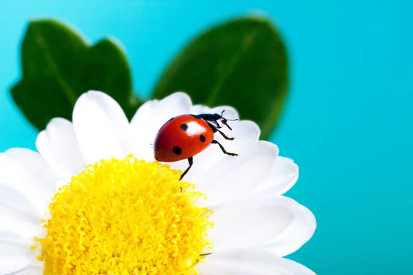 Ladybug on white flowers. — Stock Photo, Image
