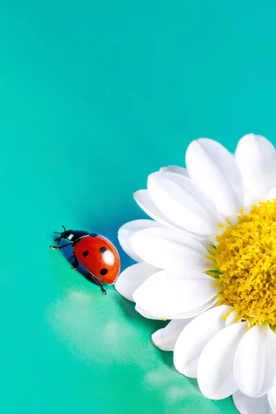 Ladybug and summer flower. — Stock Photo, Image