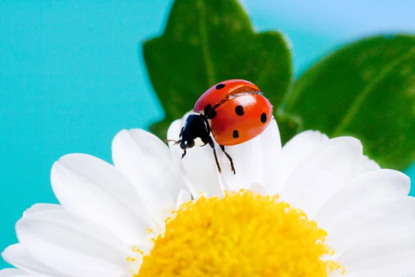 Ladybug on white flowers. — Stock Photo, Image