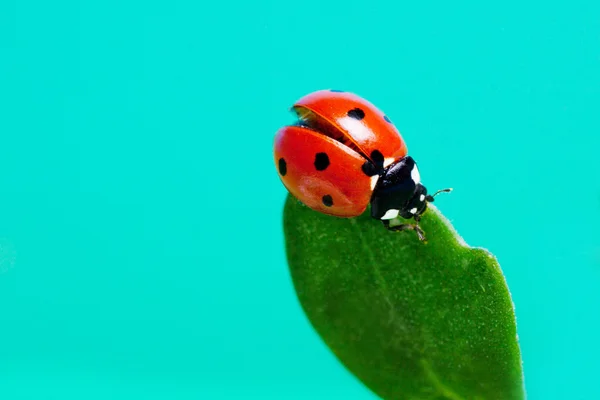 Ladybird on a green leaf against the sky. — Stock Photo, Image