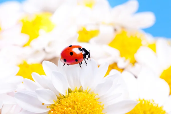 Marienkäfer auf weißen Blüten. — Stockfoto