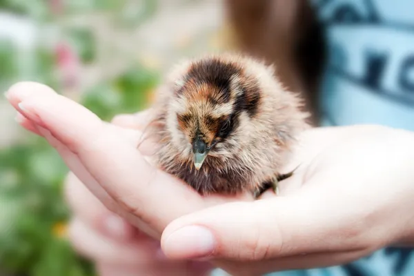 Kleine kip in zijn handen — Stockfoto