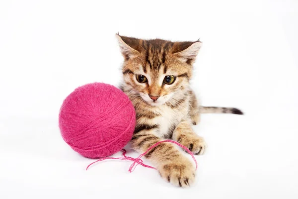 Tabby kitten playing with a ball of yarn — Stock Photo, Image