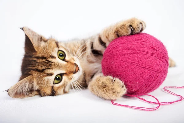 Tabby kattunge leker med en boll av garn — Stockfoto