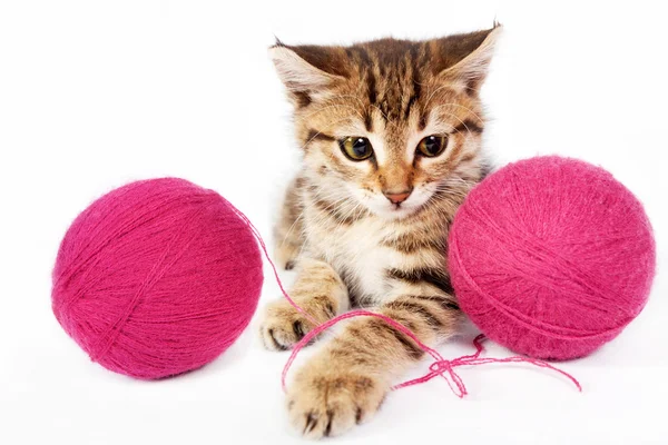 Tabby kitten playing with a ball of yarn — Stock Photo, Image