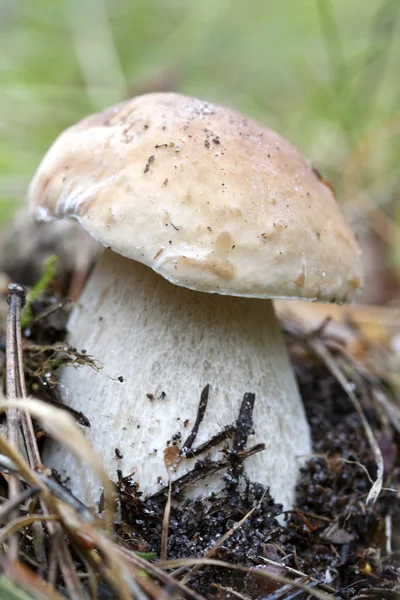 Cep en la naturaleza Imagen de archivo