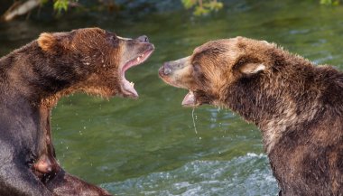 Brown Bears Fighting in the Water clipart