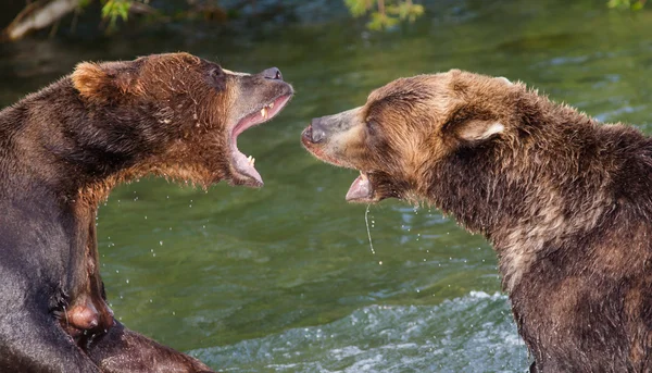 Les ours bruns se battent dans l'eau — Photo