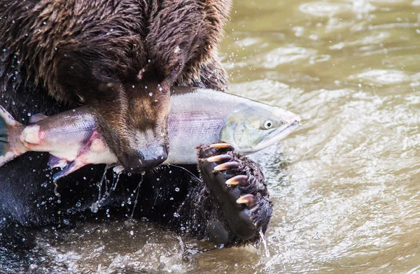 Oso marrón con salmón — Foto de Stock