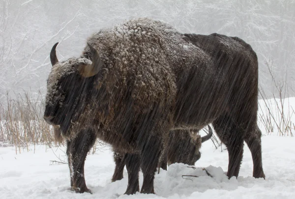 Big wild bisons in the winter forest — Stock Photo, Image