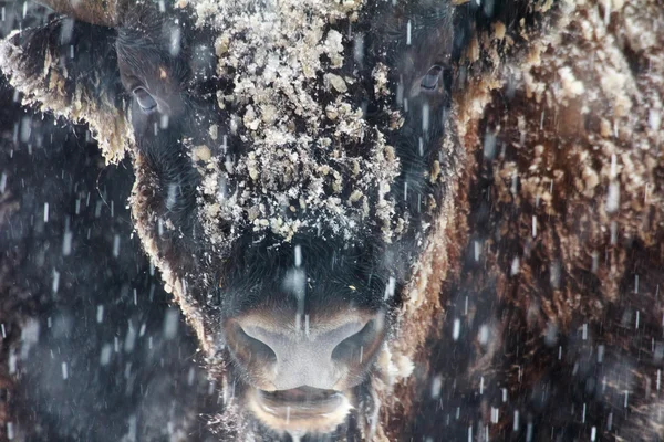 Närbild porträtt av vilda bison på vintern — Stockfoto