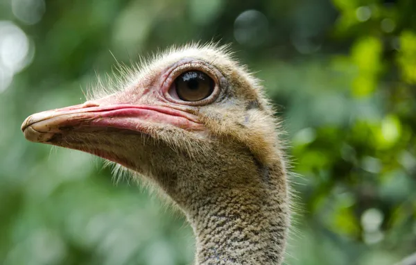 Ostrich head — Stock Photo, Image