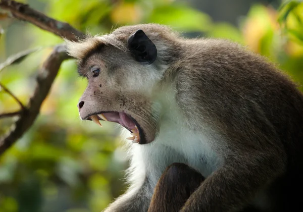 The rhesus macaque monkey (Macaca mulatta) — Stock Photo, Image