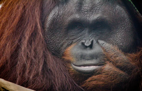 Orang utan — Stockfoto