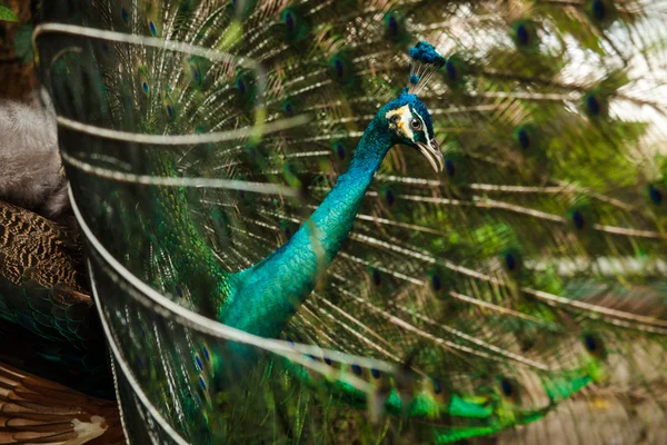 Retrato de hermoso pavo real con plumas Imágenes de stock libres de derechos